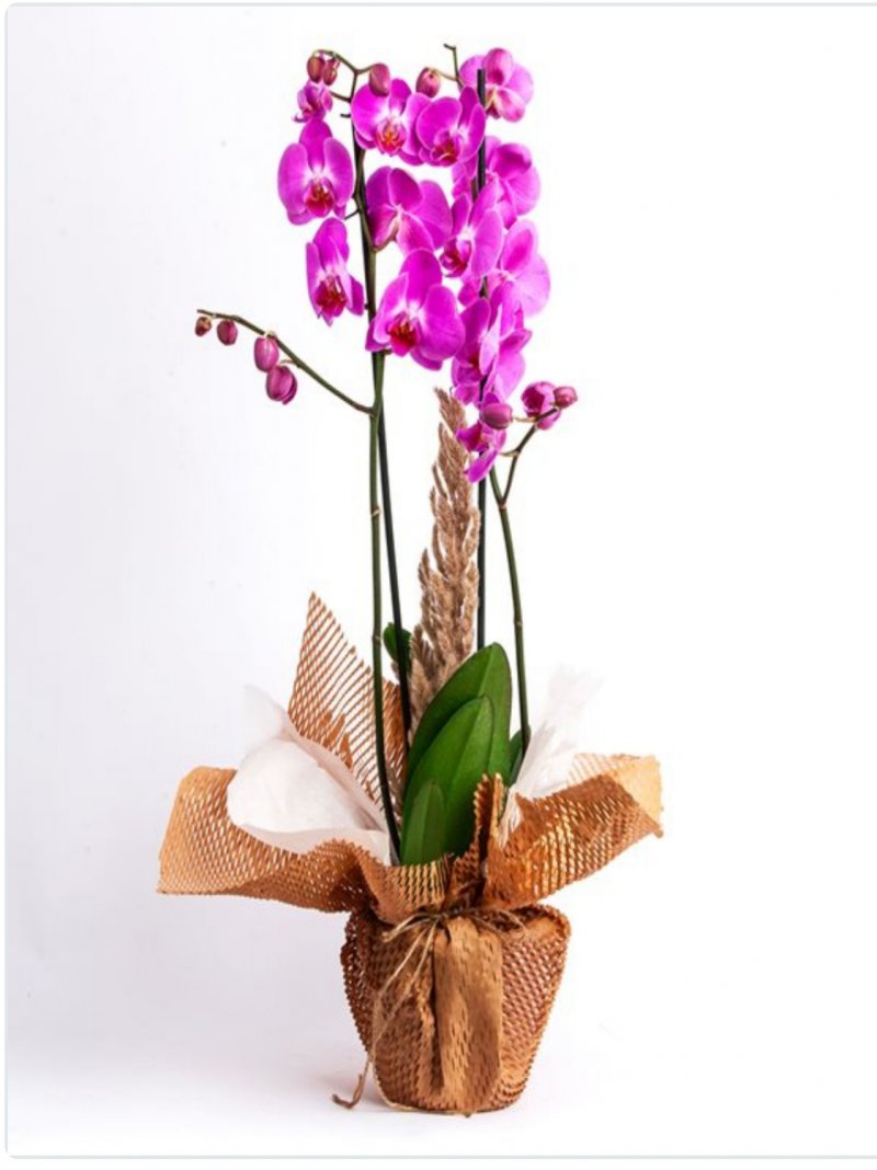 Premium Çift Dal Mor Orkide