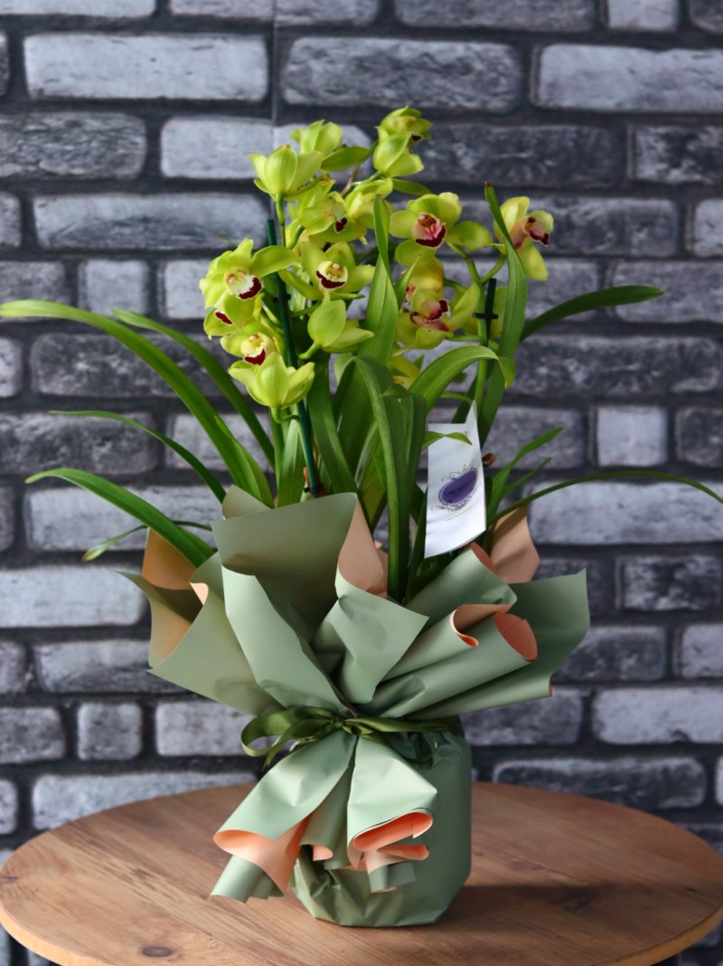 Simbidyum Yeşil Orkide