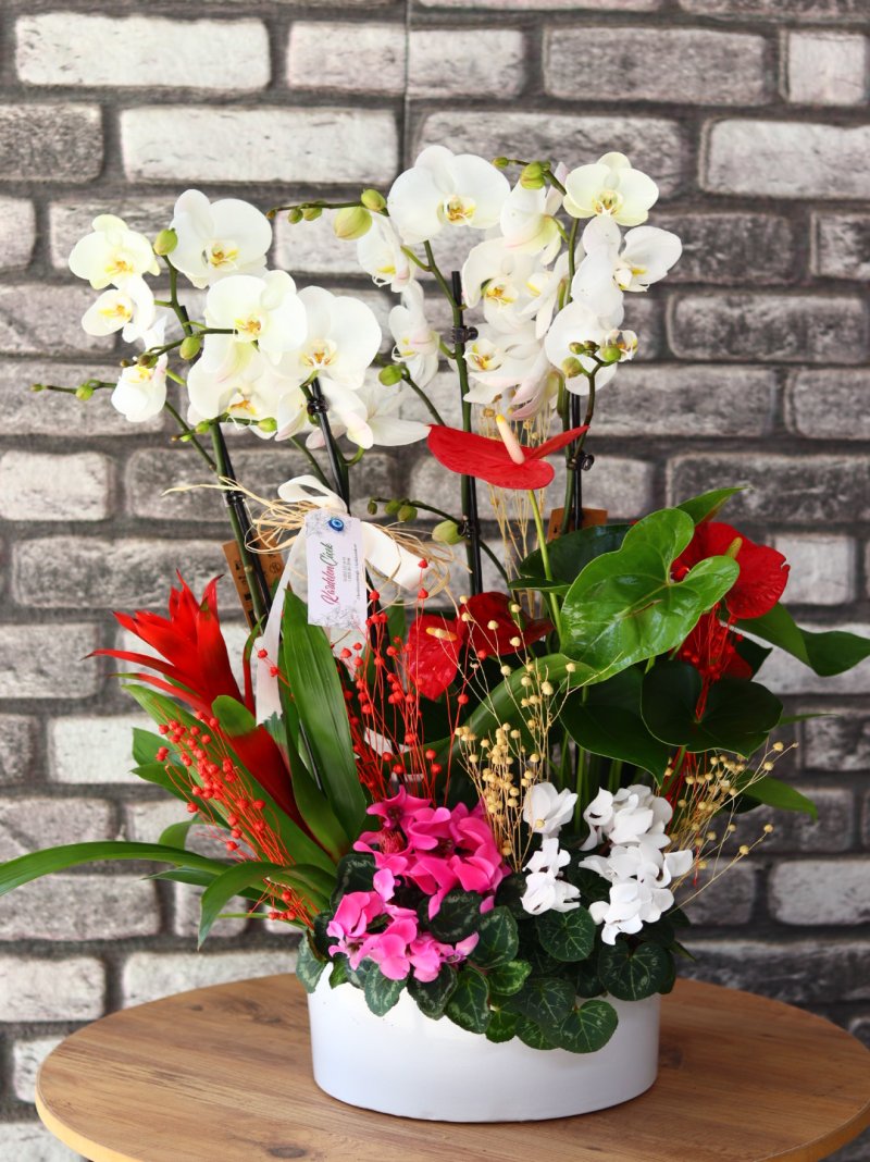 Vista Delüx Aranjman