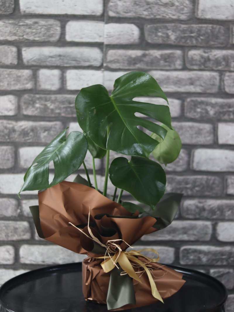Monstera Saskı Çiçeği