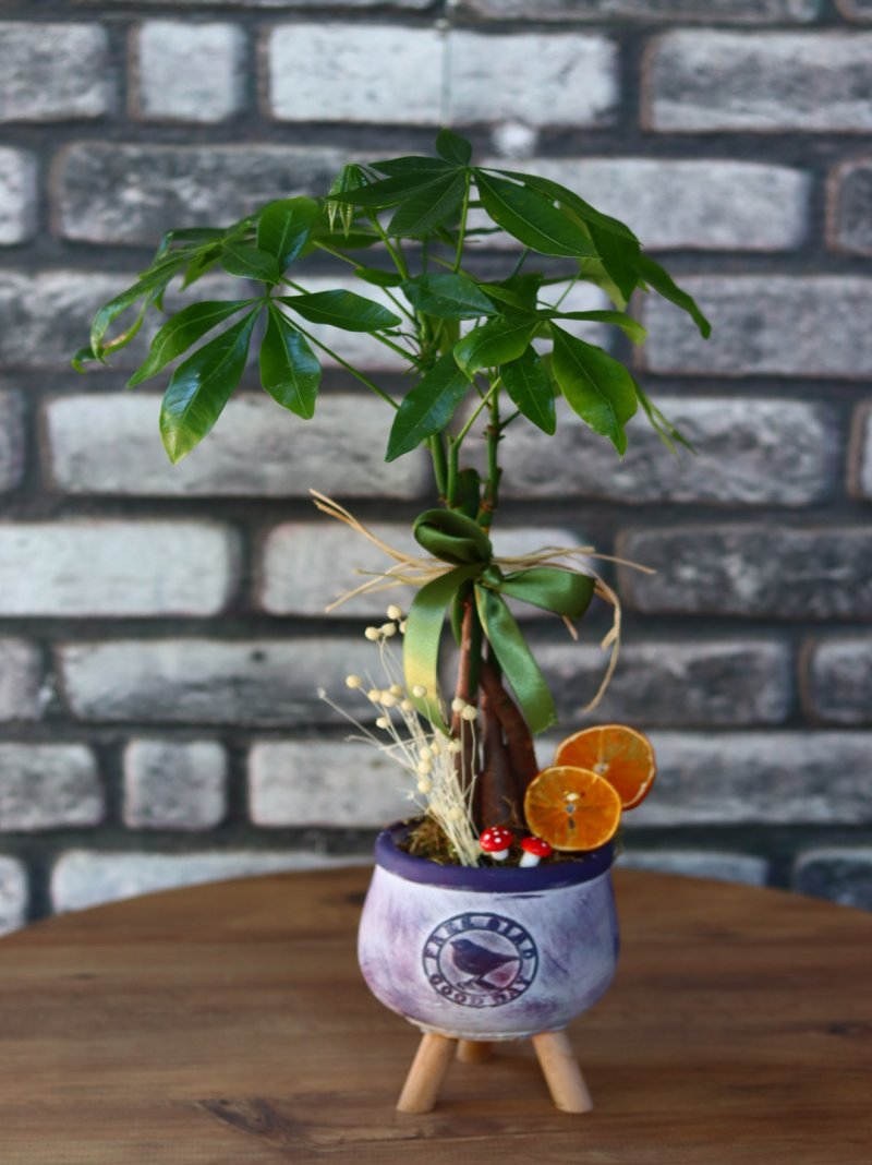 Pachira Bonsai
