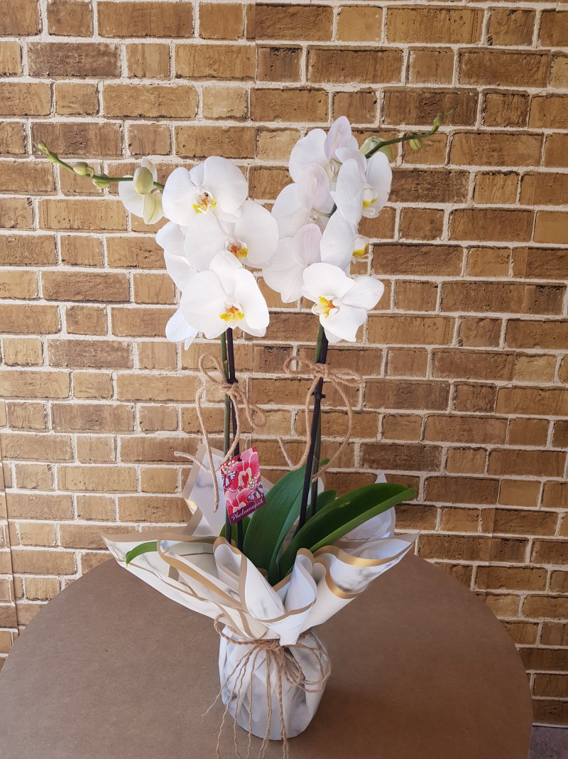 Çift Dal Kampanyalı Beyaz Orkide 
