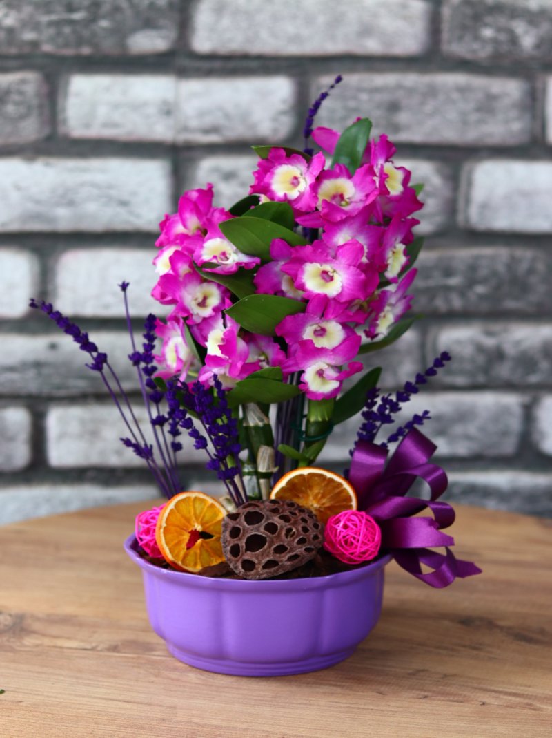 Denderium Mor Orkide