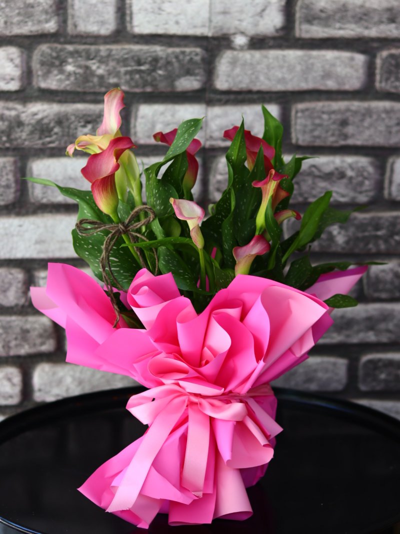 Gala  Zantede Pembe