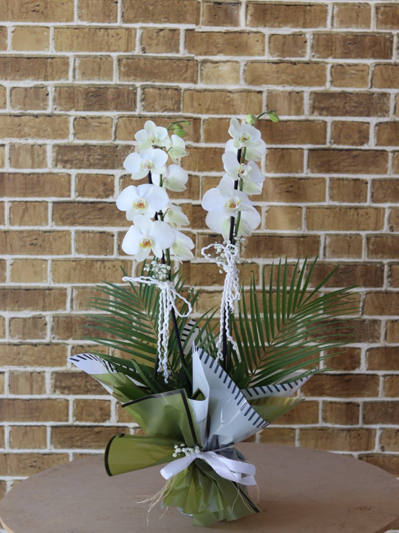 Süper Box Çift Dal Beyaz Orkide