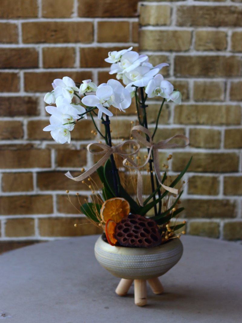 Orkide Multiflor Beyaz