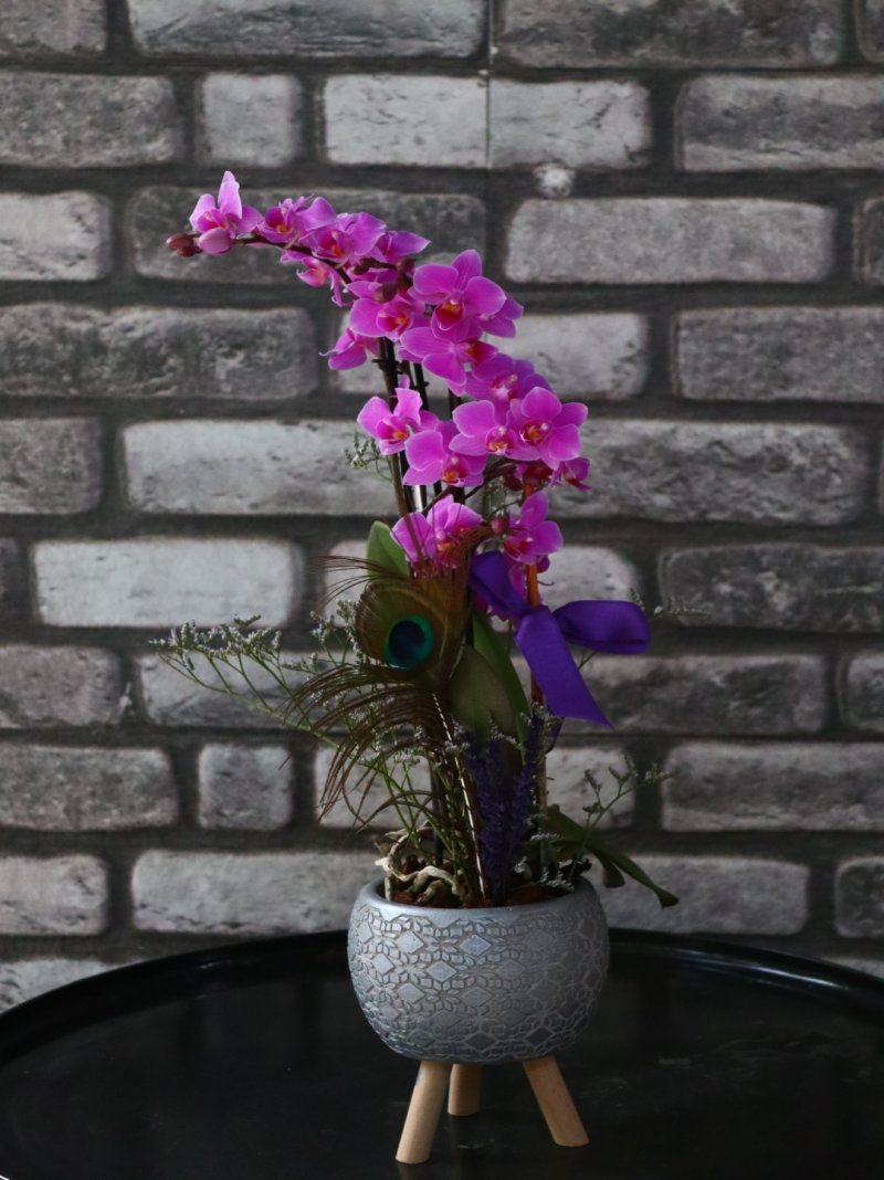 Minika Orkide Flor