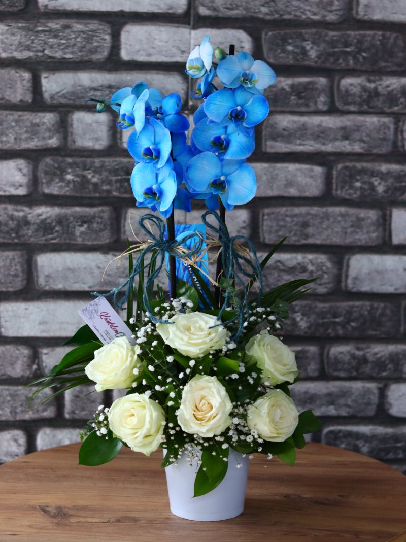 Mavi Orkide ve Beyaz Güller