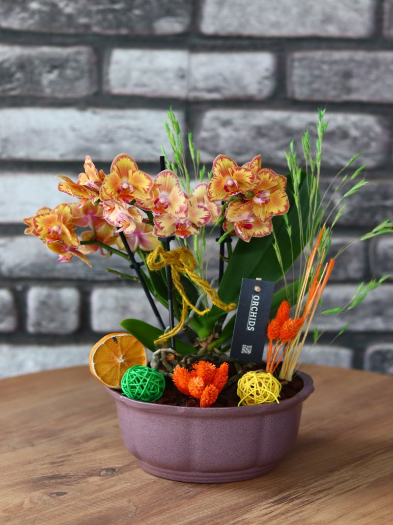 Multiflor Orkide Taba Sarı