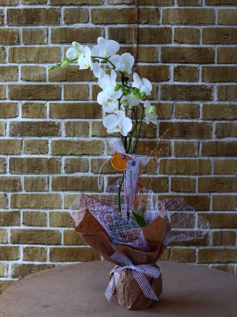 Orkide White Decorium