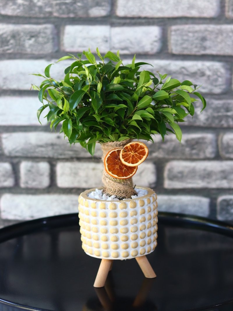 Midosa Ficus