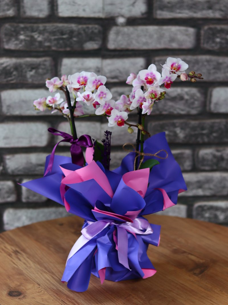 Multiflor Lila Orkide