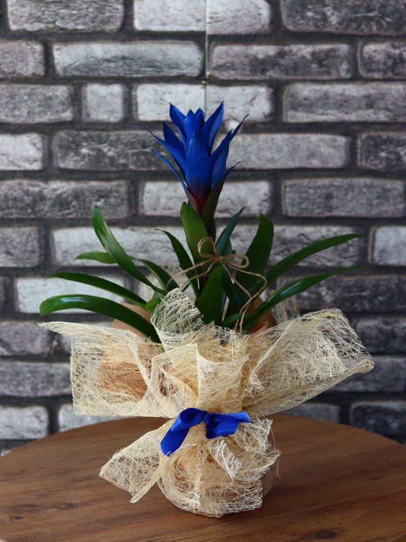 Guzmanya Dip Blue