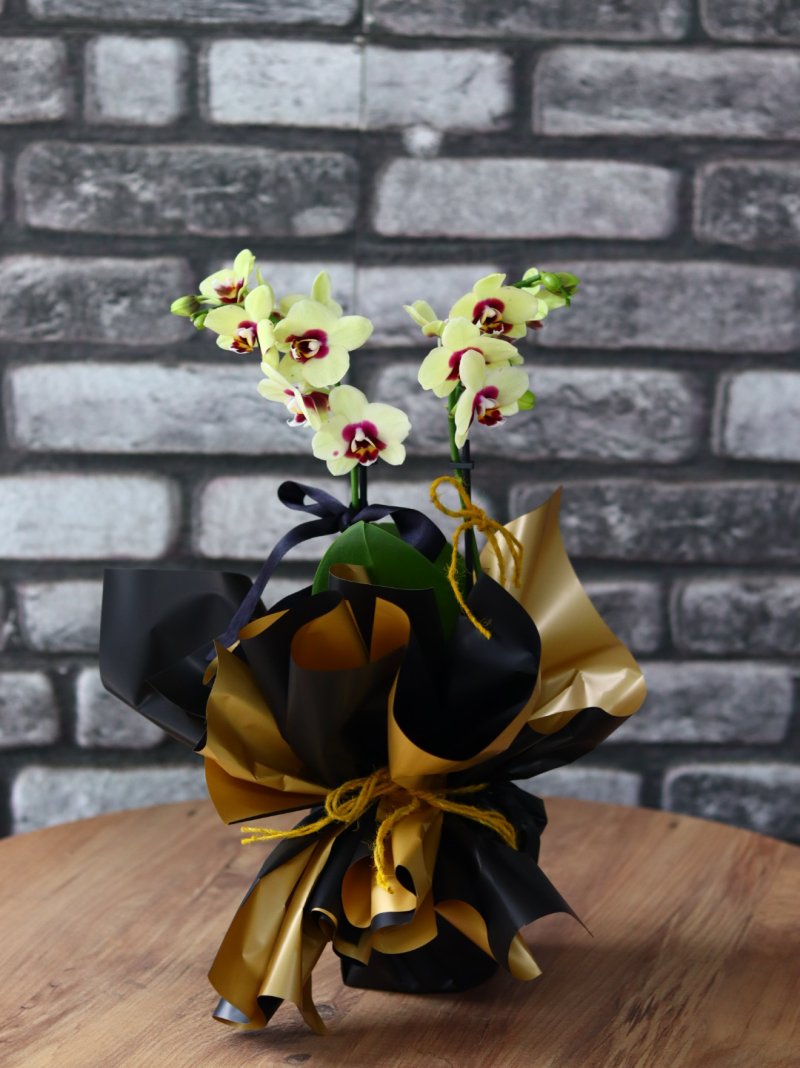 Multiflor Yellow Orkide