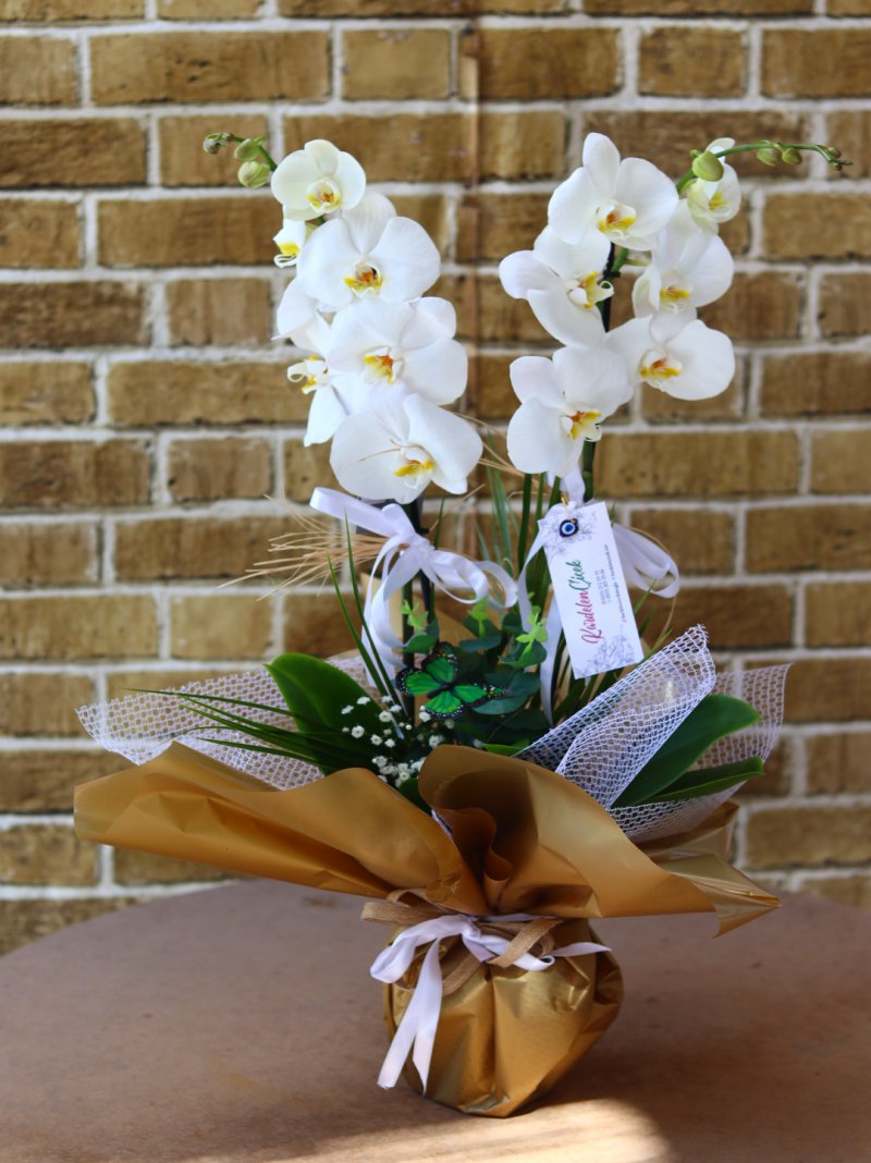 Süper Box Çift Dal Beyaz Orkide