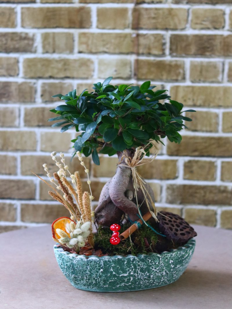Bonsai Elegance