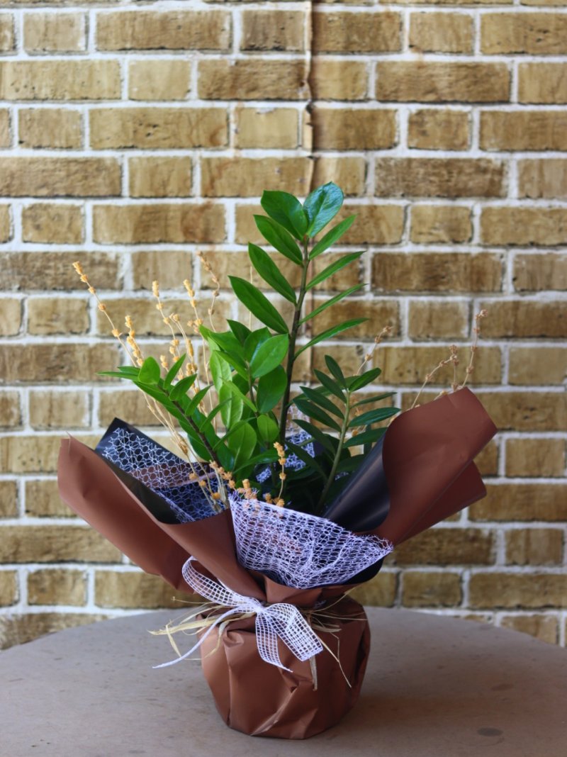 Zambia Saksı Çiçeği