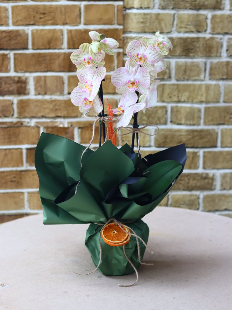 Orkide Quartz  Somon