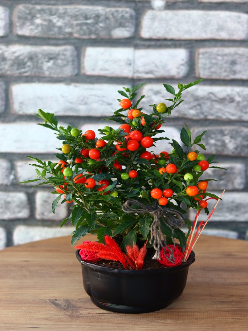 Solanum Bonsai
