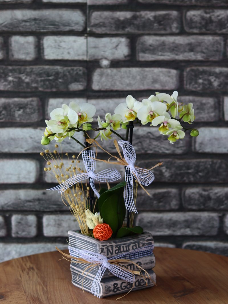 Bougetto Orkide Beyaz