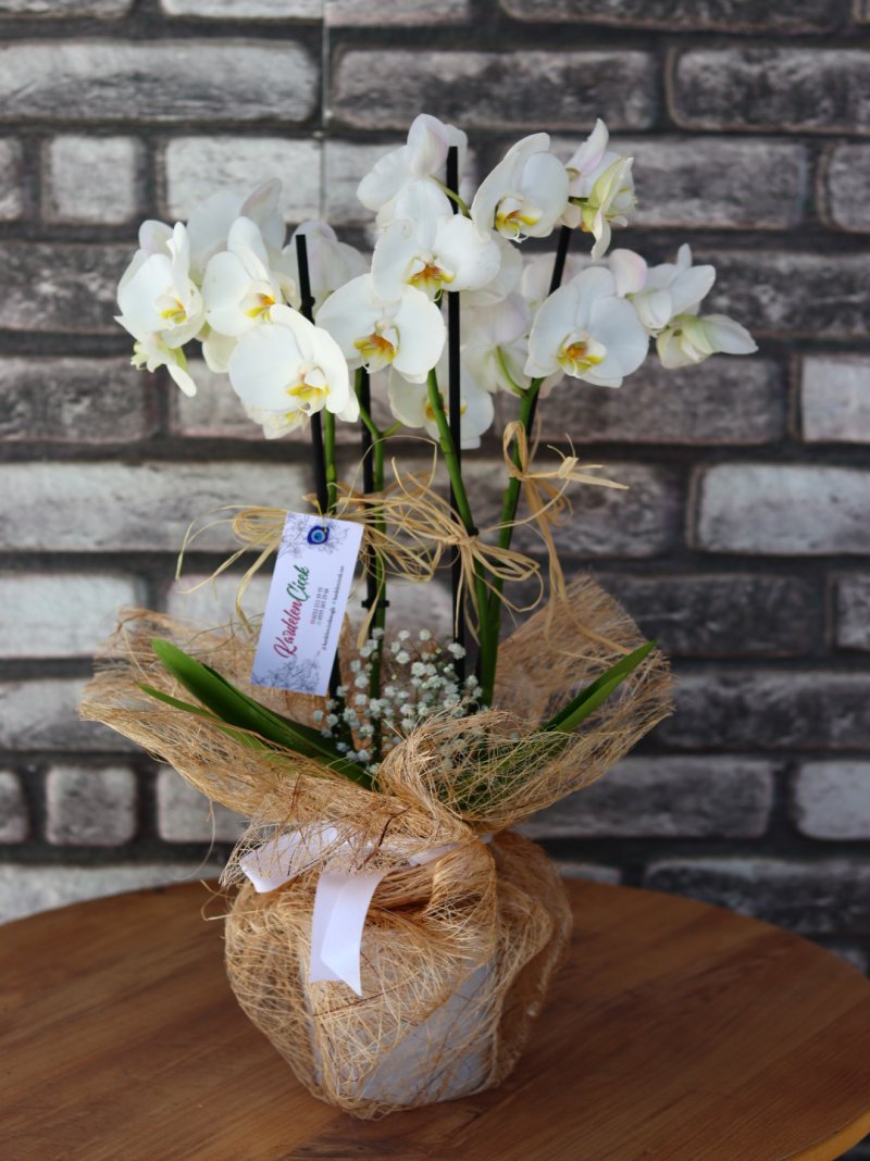 Mutliflor Beyaz Orkide