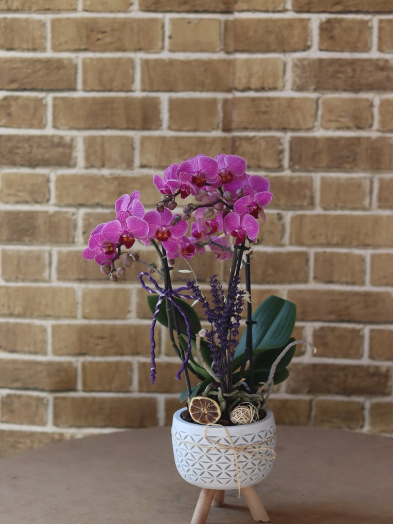 Orkide Multiflor Mor Decorium