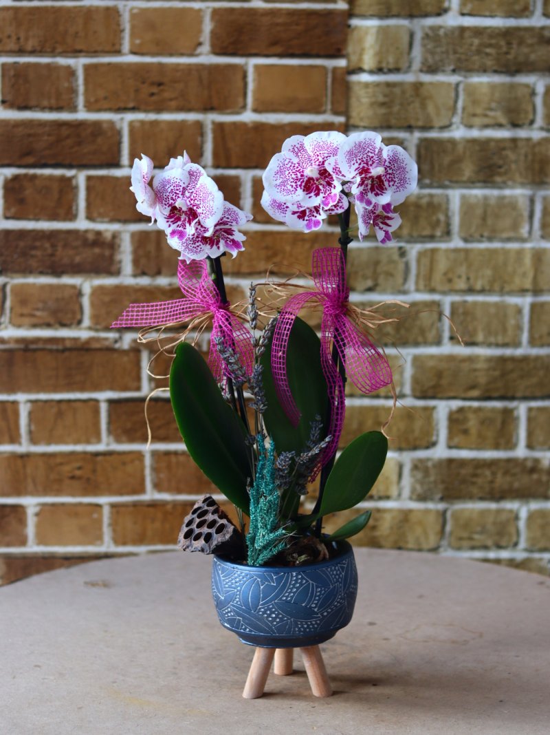 Orkide Multiflor Crax