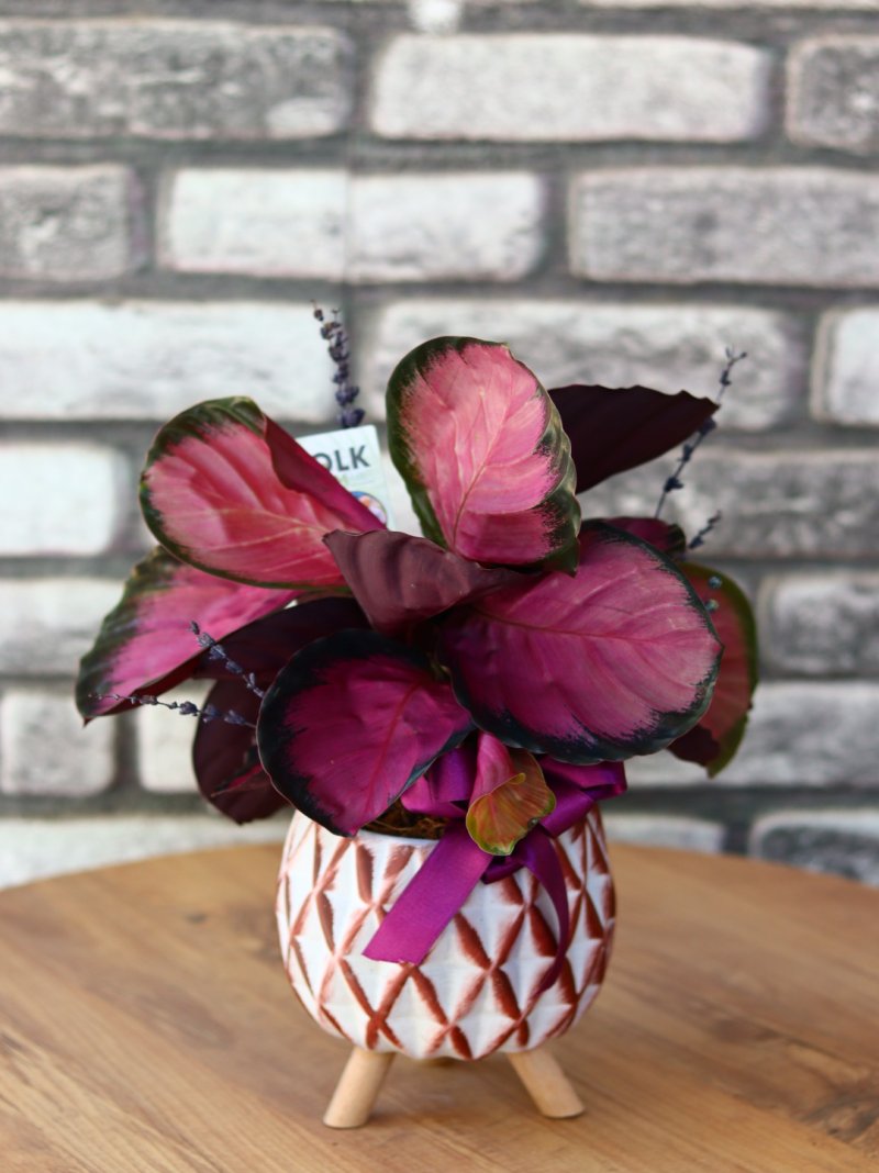 Galetya Dip Purple