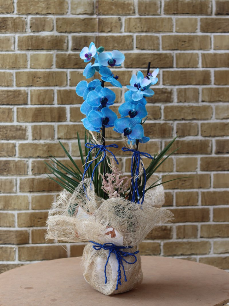 Premium Mavi Orkide