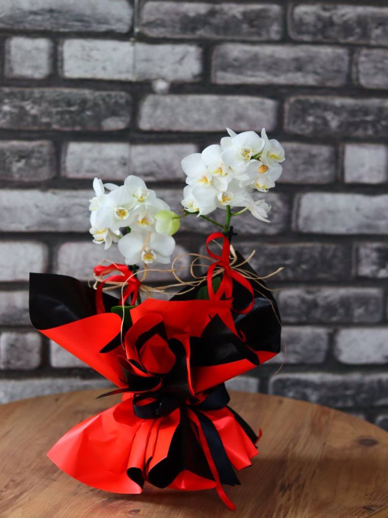 Multiflor Beyaz Orkide