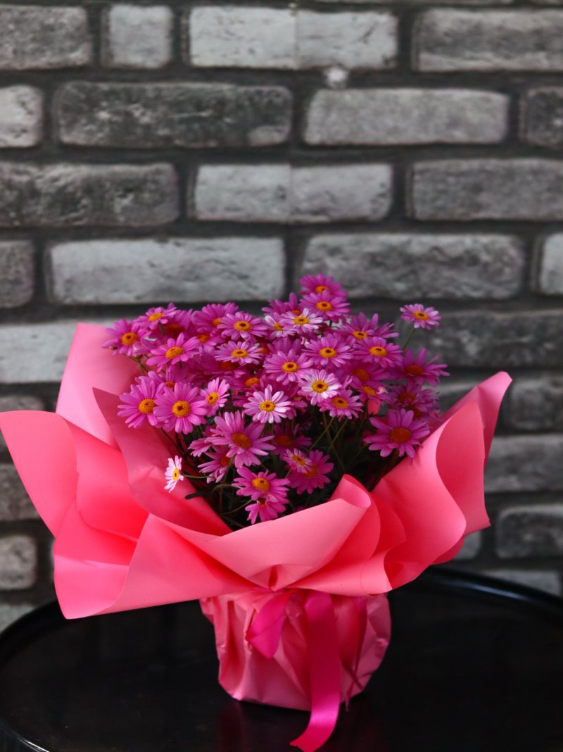 Pembe Kırpapatyaları