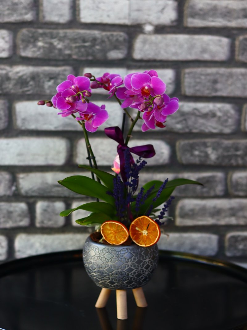 Minika Orkide Flor