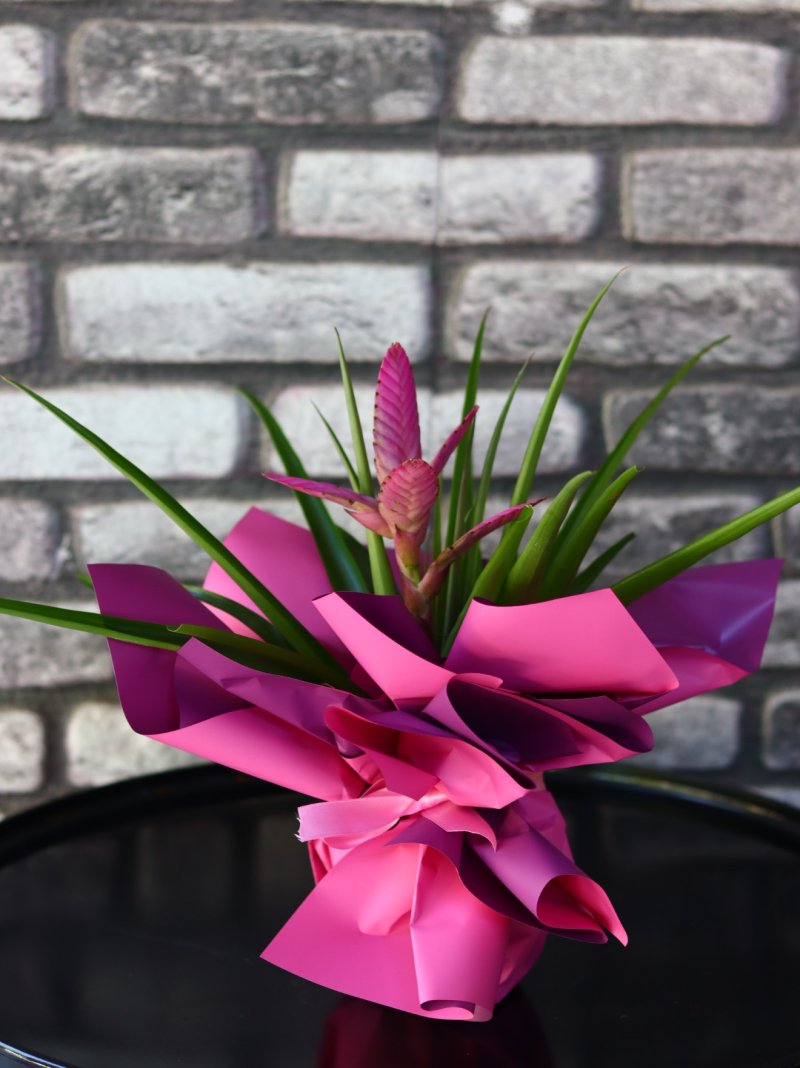 Pembe Vrezya 