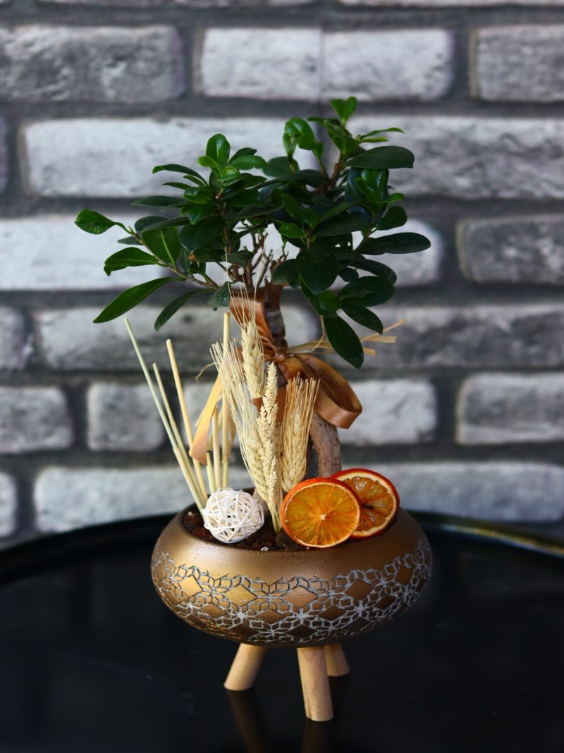 Bonsai Foxin